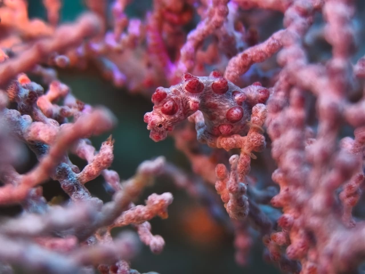 Pygmy seahorse in a coral fan